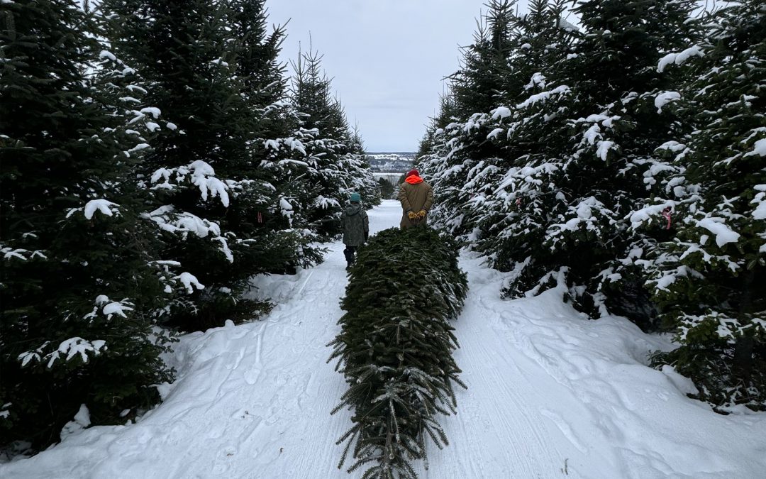 6 endroits où cueillir votre sapin de Noël