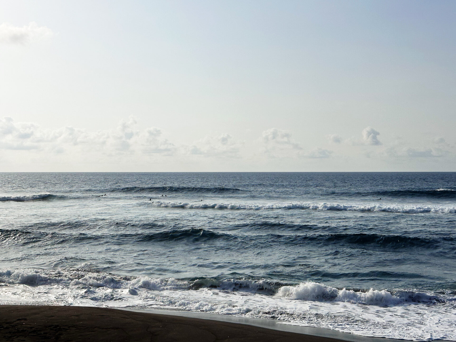 Observation des phoques