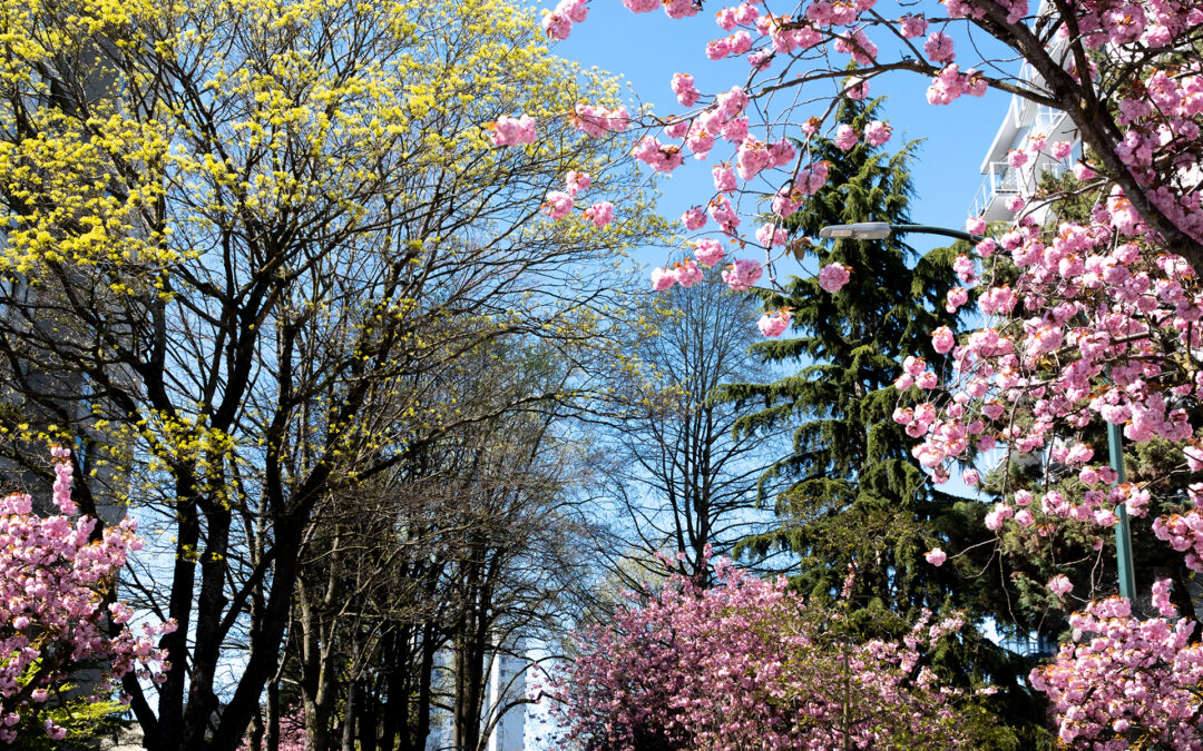 Printemps à Vancouver : 2 jours d’évasion entre ville, mer et montagne