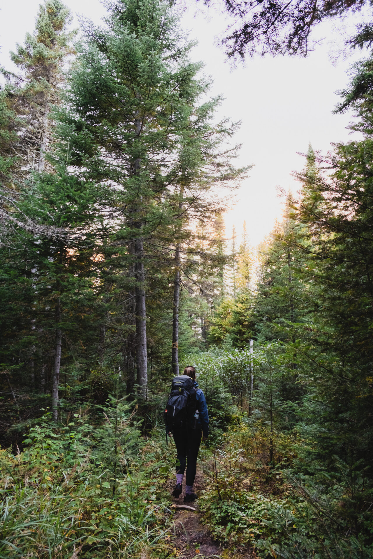 Lumière entre les arbres du sentier