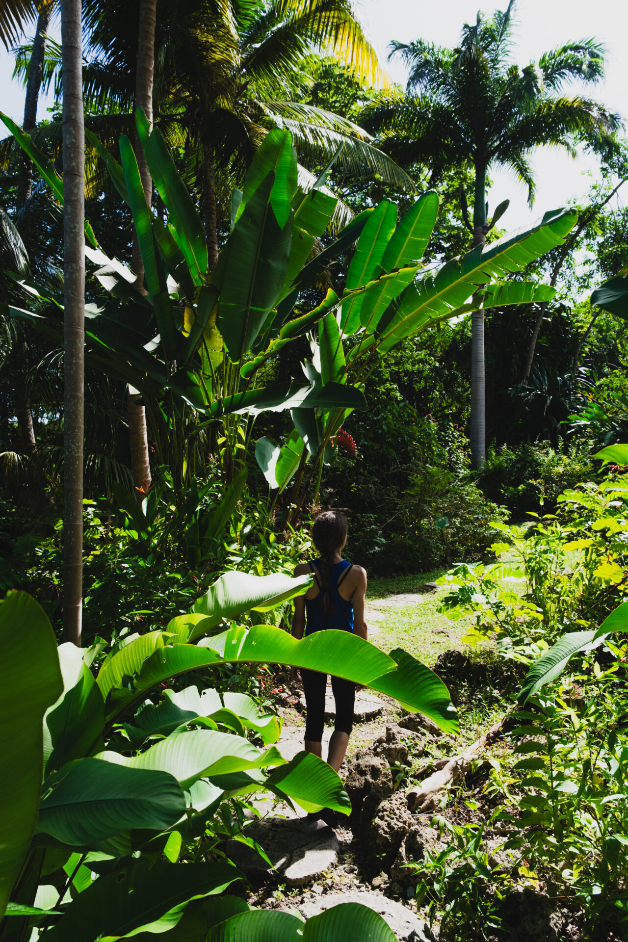 Promenade dans la végétation tropicale Promenade dans la végétation tropicale